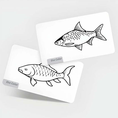 Fishes Flash Cards